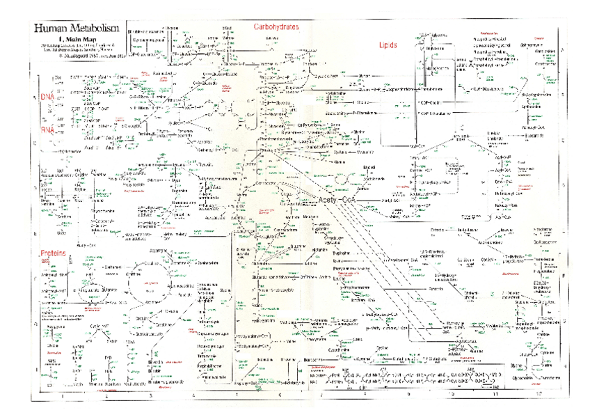 Miniatura del documento Metabolism-map.pdf