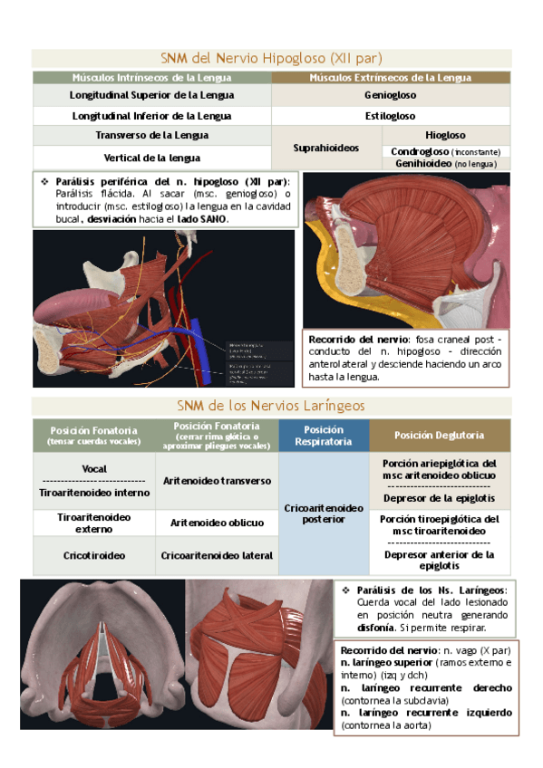 Miniatura del documento Cabeza-y-cuello-esquema-resumen.pdf