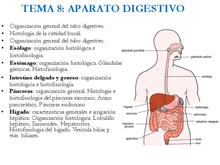 Miniatura del documento 8-Aparato-digestivo-Rafa21.pdf