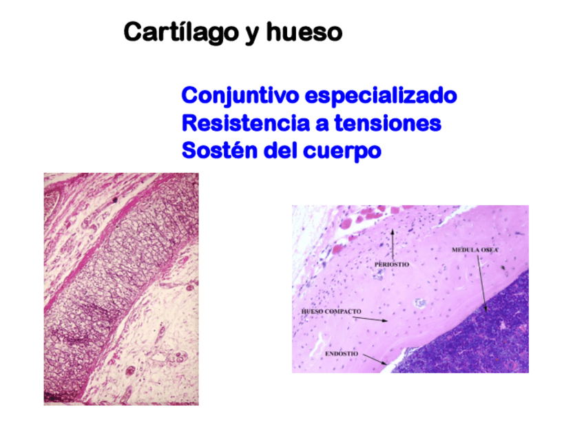 Miniatura del documento 2.2-alumnos-cartilago-y-hueso-parte-1.pdf
