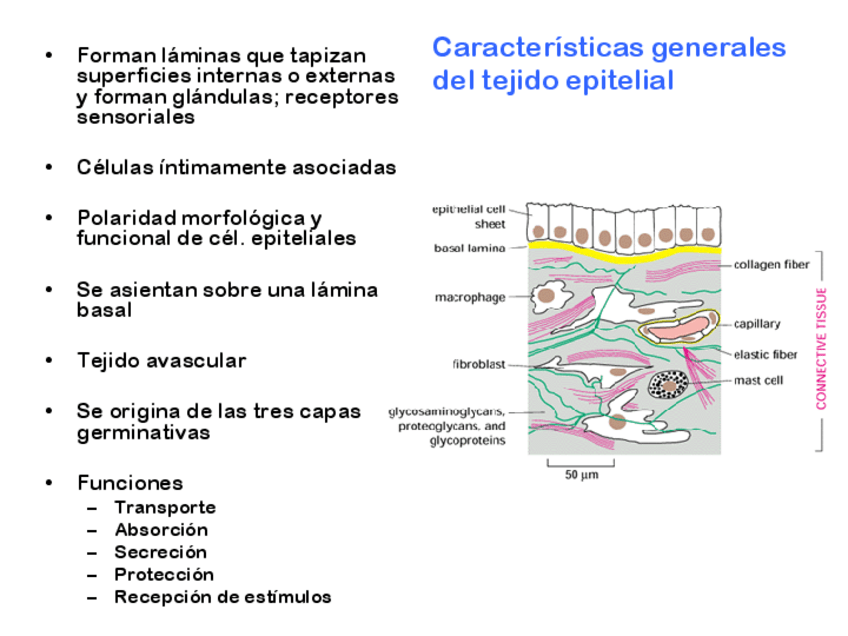 Miniatura del documento 1.2-epitelio.pdf