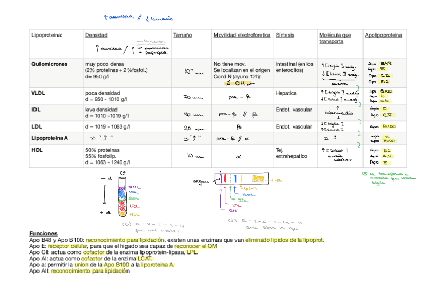 Miniatura del documento Tipos-de-lipoproteinas.pdf