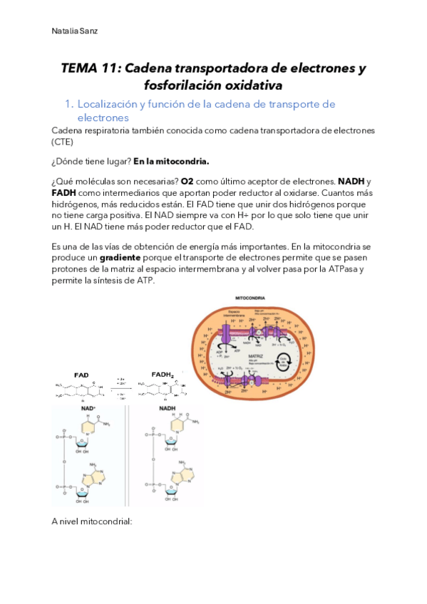 Miniatura del documento Tema-11-Cadena-transportadora-de-electrones-y-fosforilacion-oxidativa.pdf