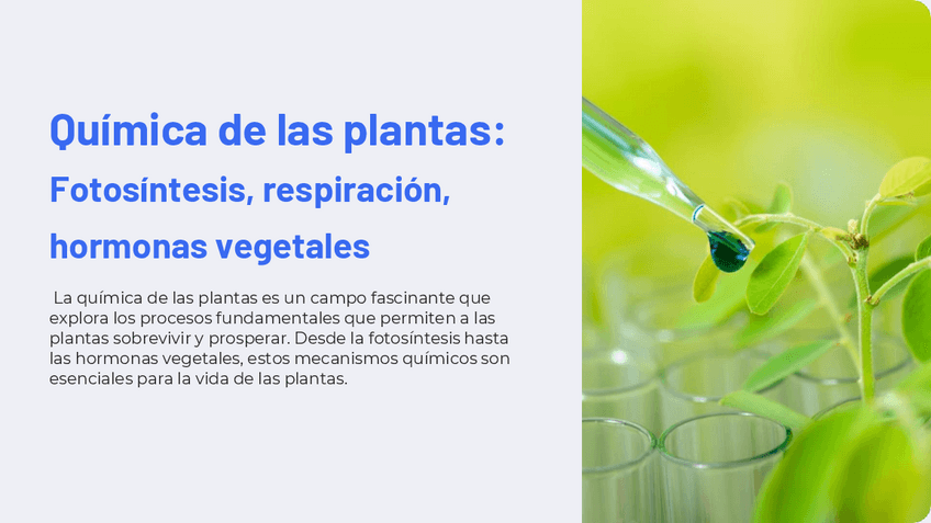 Miniatura del documento Quimica-de-las-plantas-Fotosintesis-respiracion-hormonas-vegetales.pdf