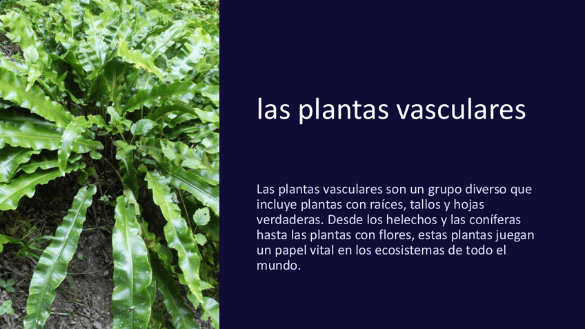 Miniatura del documento las-plantas-vasculares.pdf