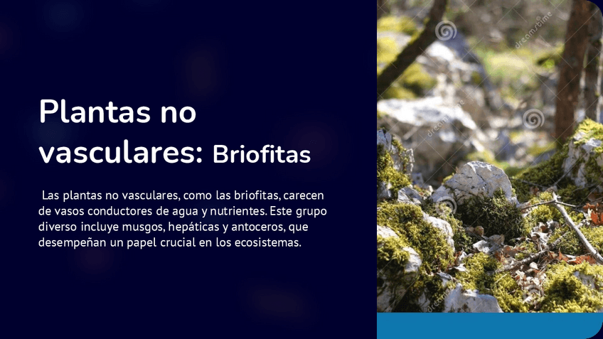 Miniatura del documento Plantas-no-vasculares-Briofitas.pdf