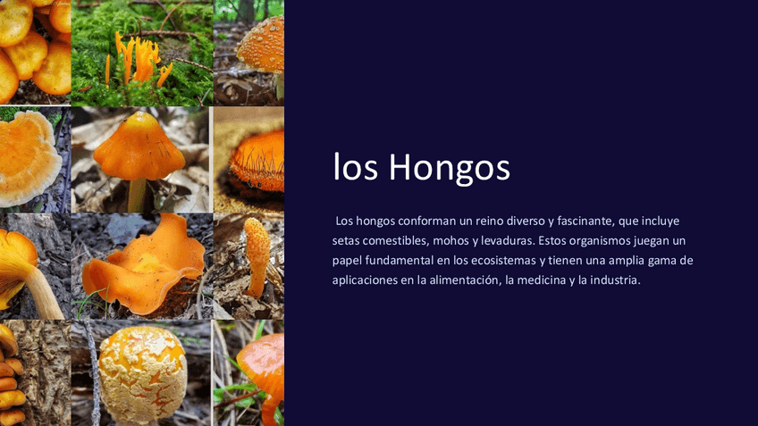 Miniatura del documento los-Hongos.pdf