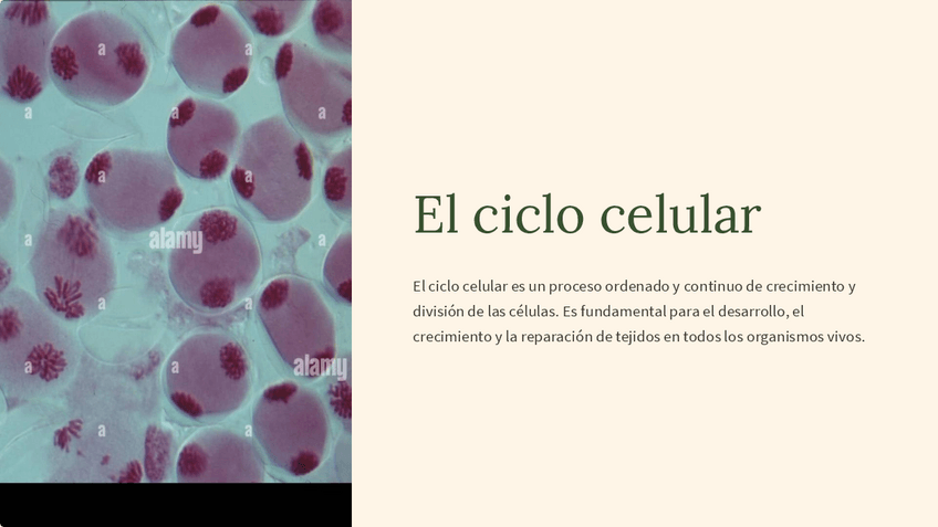 Miniatura del documento El-ciclo-celular.pdf