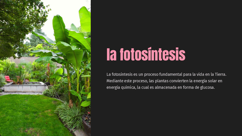 Miniatura del documento la-fotosintesis.pdf