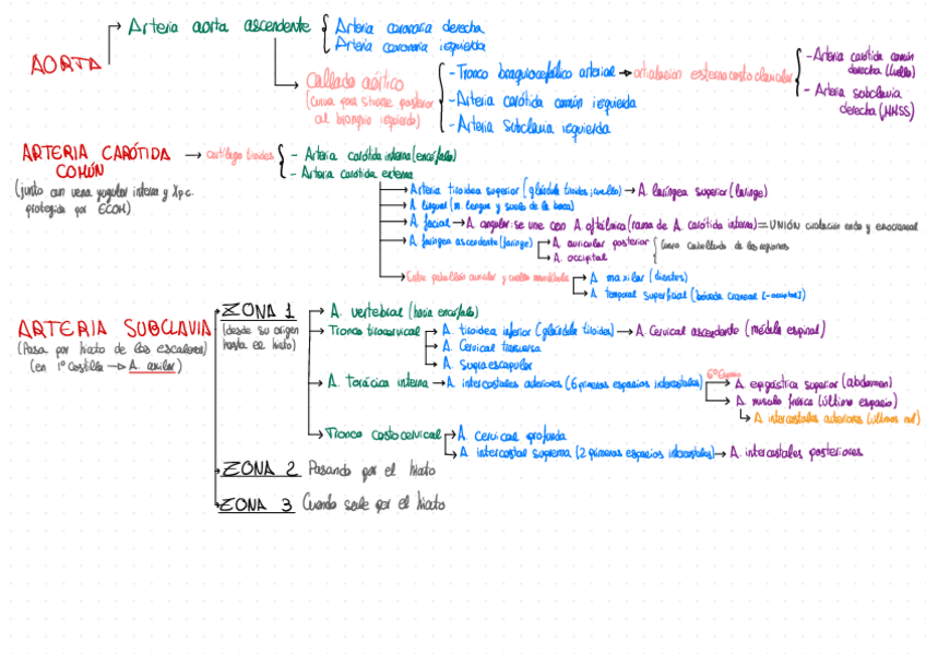 Miniatura del documento ESQUEMA-ARTERIAS.pdf
