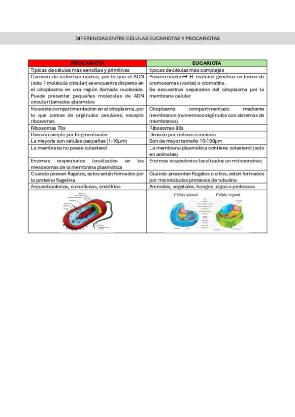 Miniatura del documento Tabla resumen diferencias entre células procariotas y eucariotas.pdf