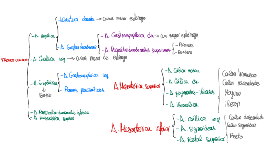 Miniatura del documento Tronco-celiaco-esquema.pdf