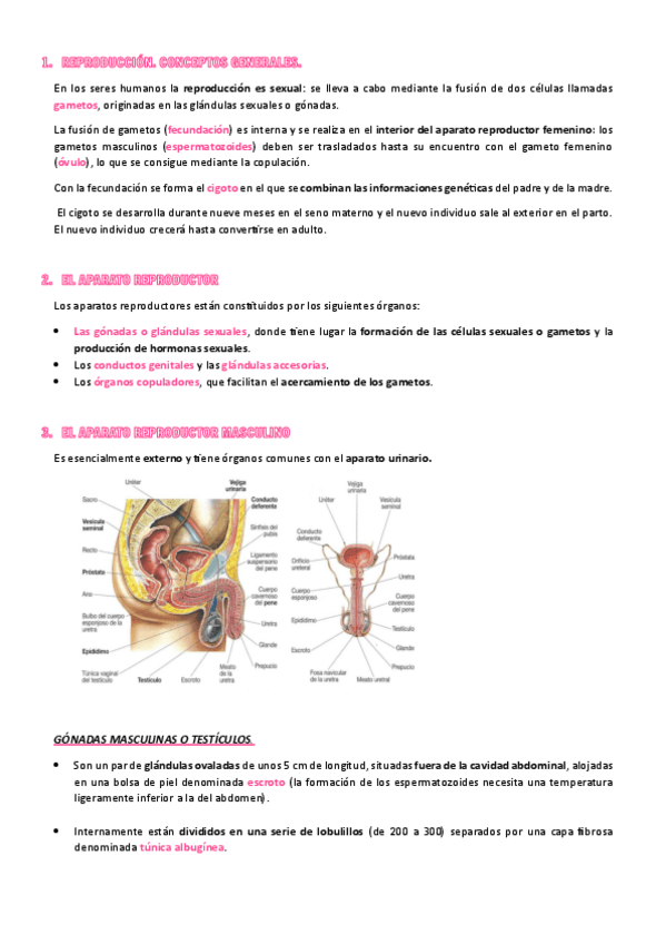 Miniatura del documento Anatomía Aplicada 1o Bachillerato. El aparato reproductor.pdf