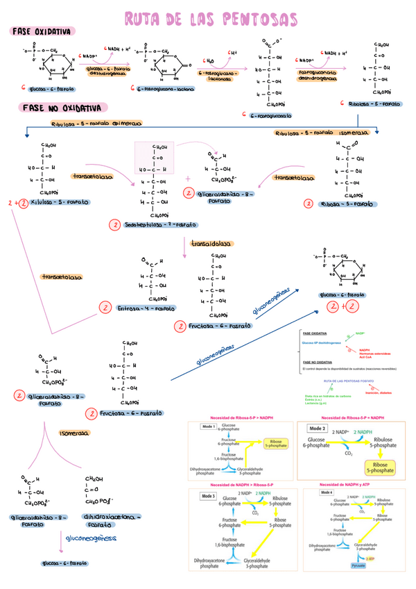 Miniatura del documento RUTA-DE-LAS-PENTOSAS.pdf