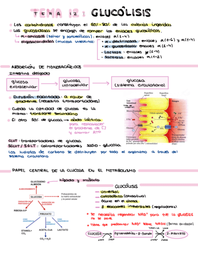 Miniatura del documento Tema-12-GLUCOLISIS.pdf