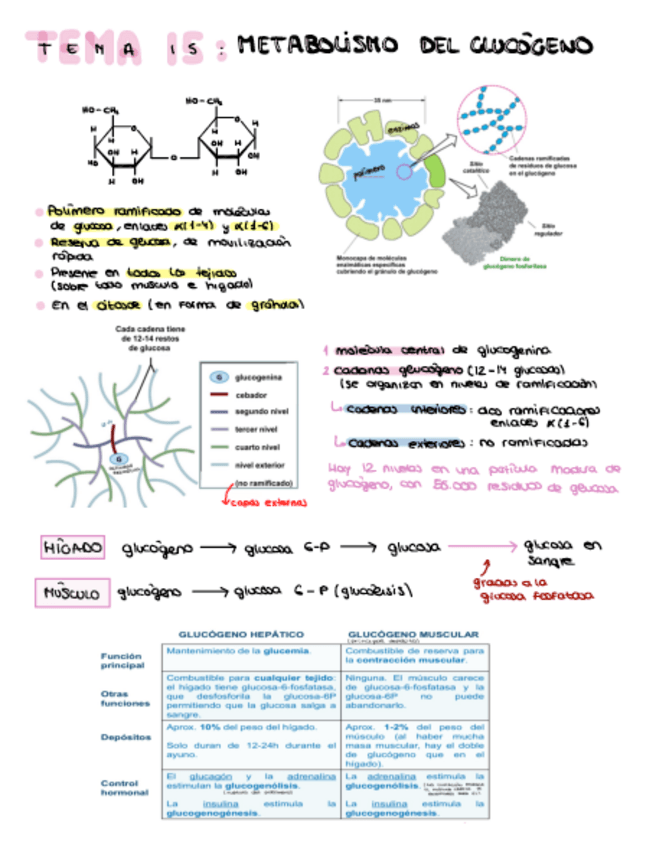 Miniatura del documento Tema-15-METALISMO-DEL-CUCOGENO.pdf