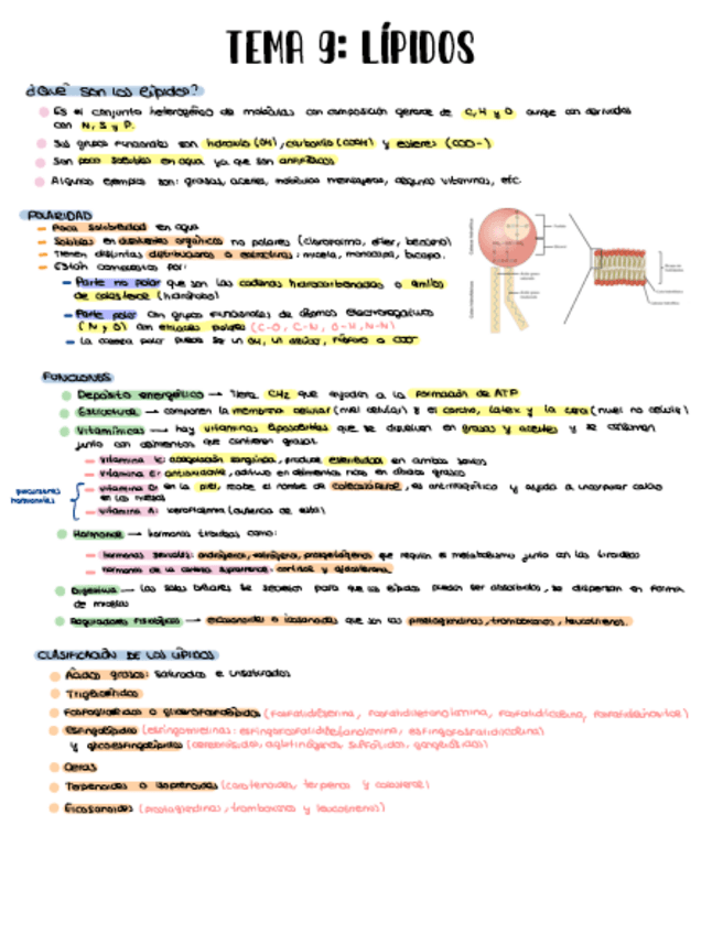 Miniatura del documento Tema-9-LIPIDOS.pdf