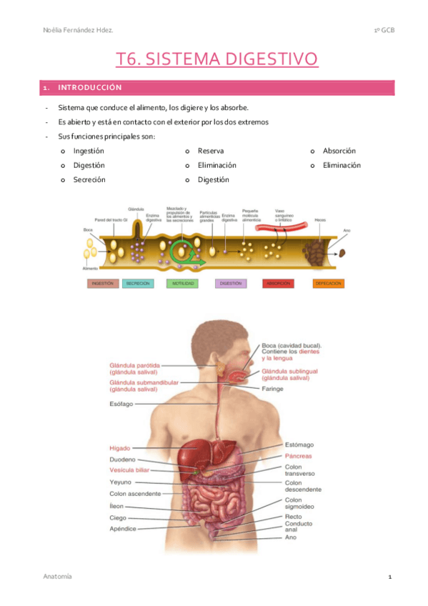 Miniatura del documento T6.-Sistema-Digestivo.pdf