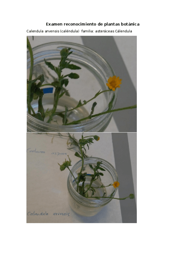 Miniatura del documento Examen-reconocimiento-de-plantas-botanica.odt