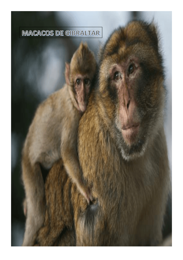 Miniatura del documento Macacos de Gibraltar.pdf