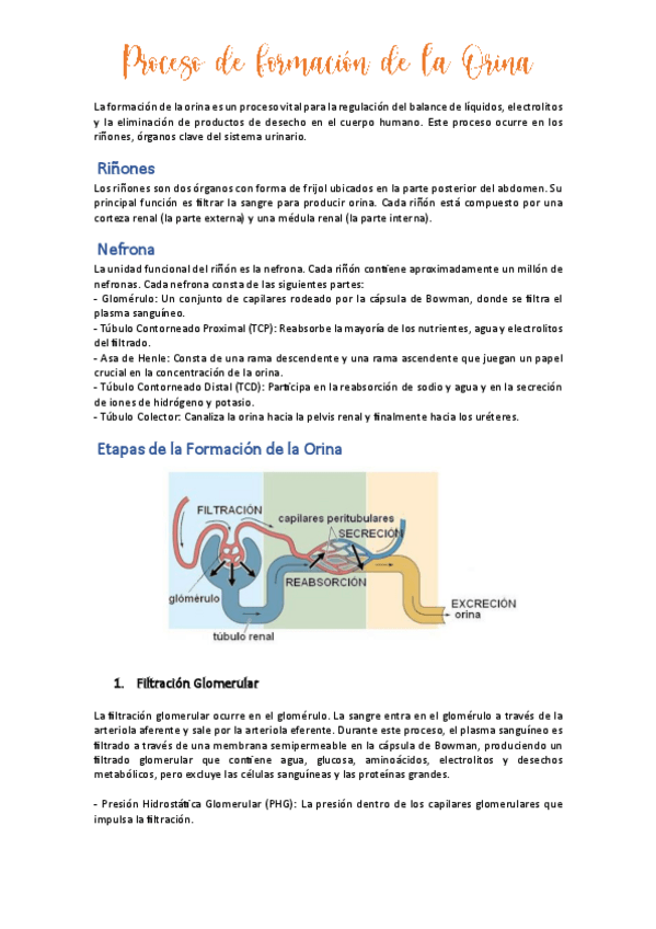 Miniatura del documento Proceso-de-formacion-de-la-Orina.pdf