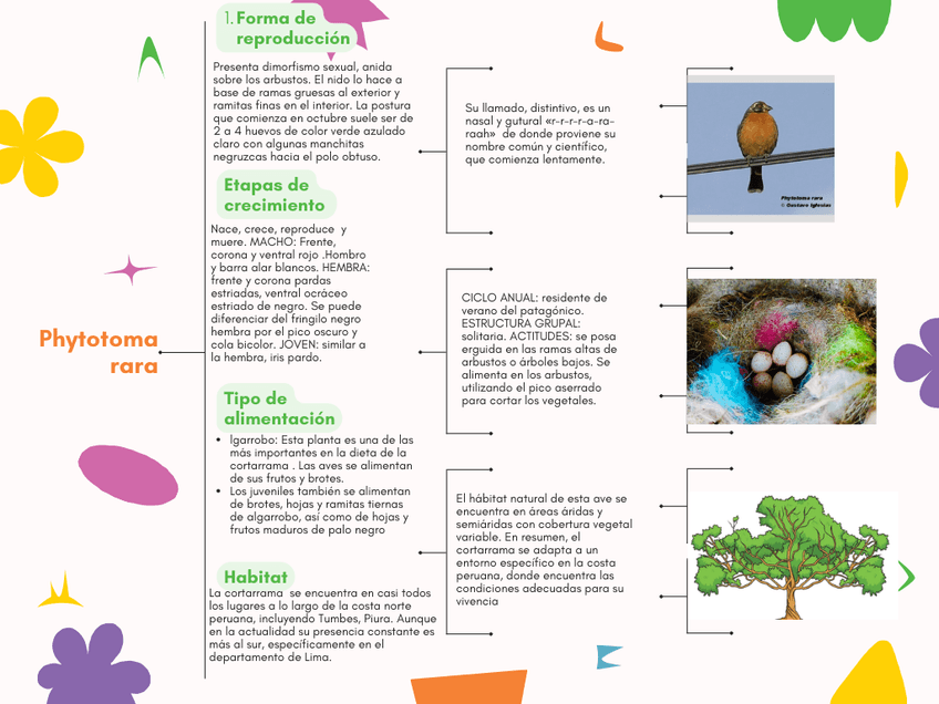Miniatura del documento Mapa-conceptual-cortarramas-chileno-Phytotama-rara.png