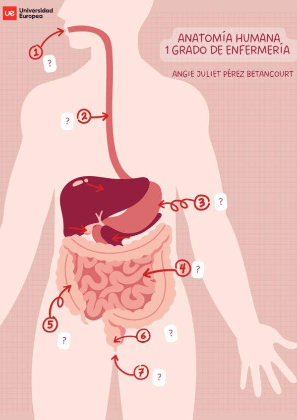 Miniatura del documento Laminas-anatomia-AJPB.pdf