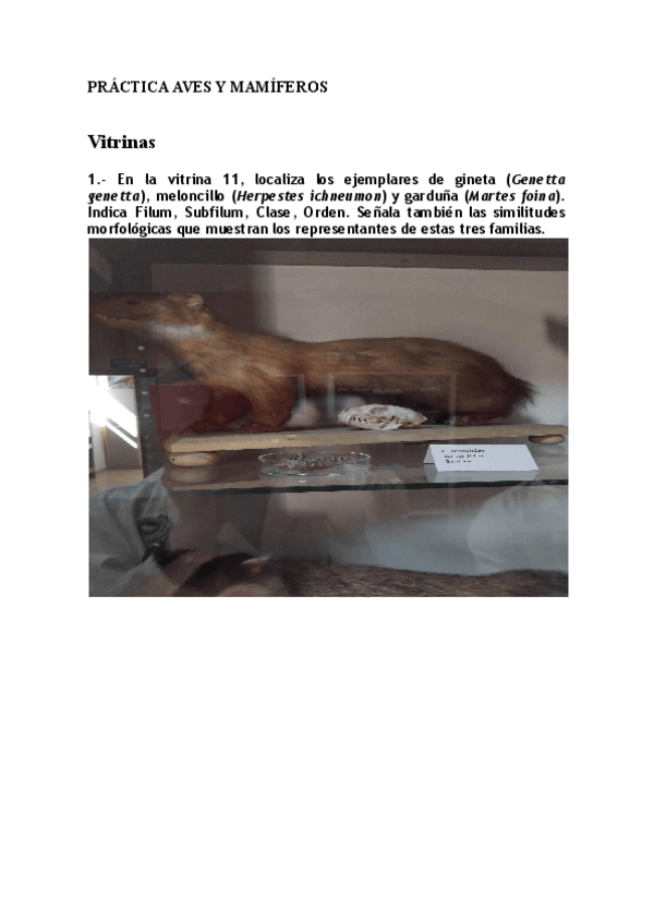 Miniatura del documento PRACTICA-AVES-Y-MAMIFEROS2024.docx.pdf