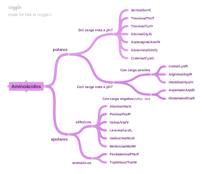 Miniatura del documento Esquema-aminoacidos.pdf