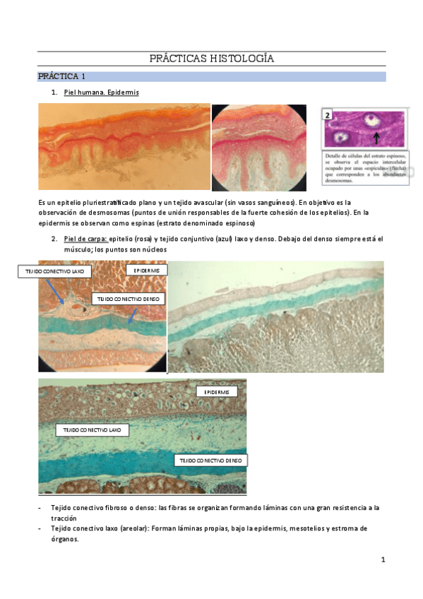 Miniatura del documento Practicas-histologia.pdf