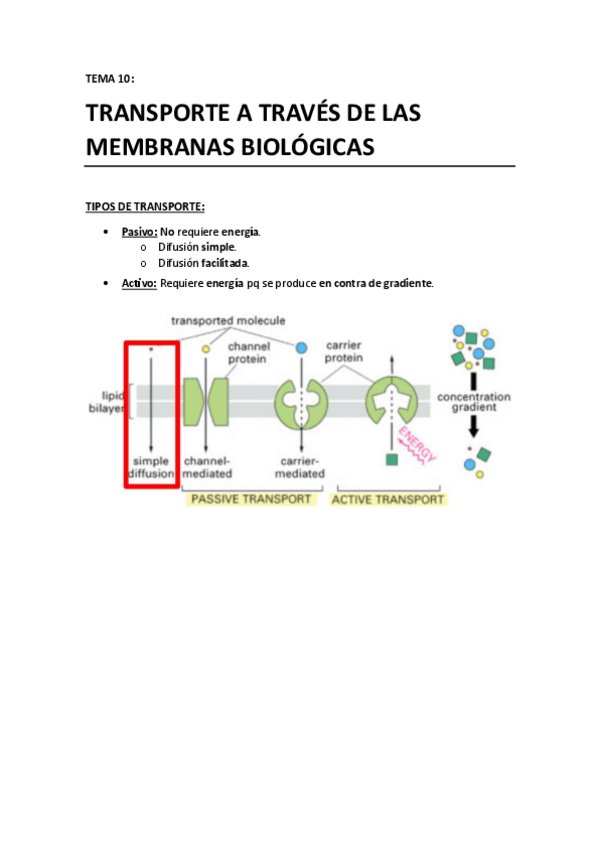 Miniatura del documento T10 - Transporte a traves de membranas biologicas.pdf