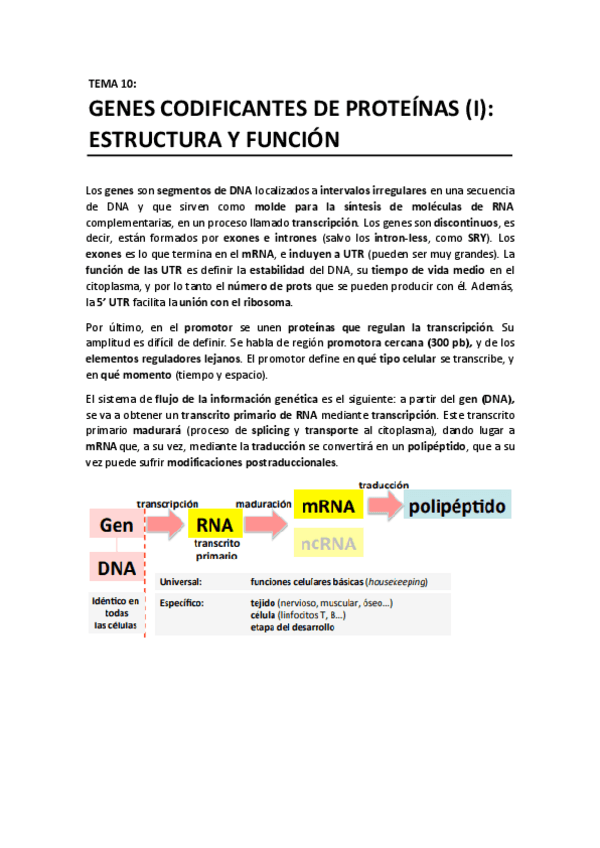 Miniatura del documento TEMA 10 - Genes codificantes de proteinas I. Estructura y funcion.pdf