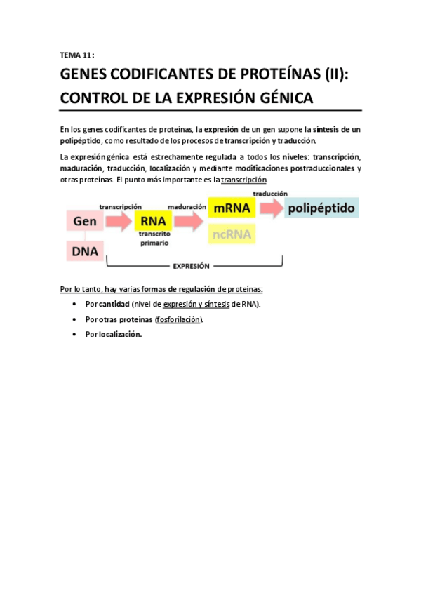 Miniatura del documento TEMA 11 - Genes codificantes de proteinas II. Control de la expresion.pdf