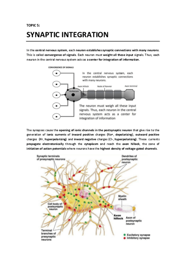 Miniatura del documento T5 - Synaptic Integration.pdf