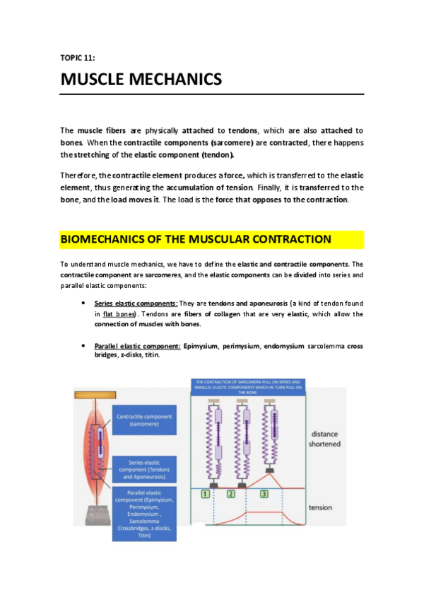 Miniatura del documento T11 - Muscle Mechanics.pdf