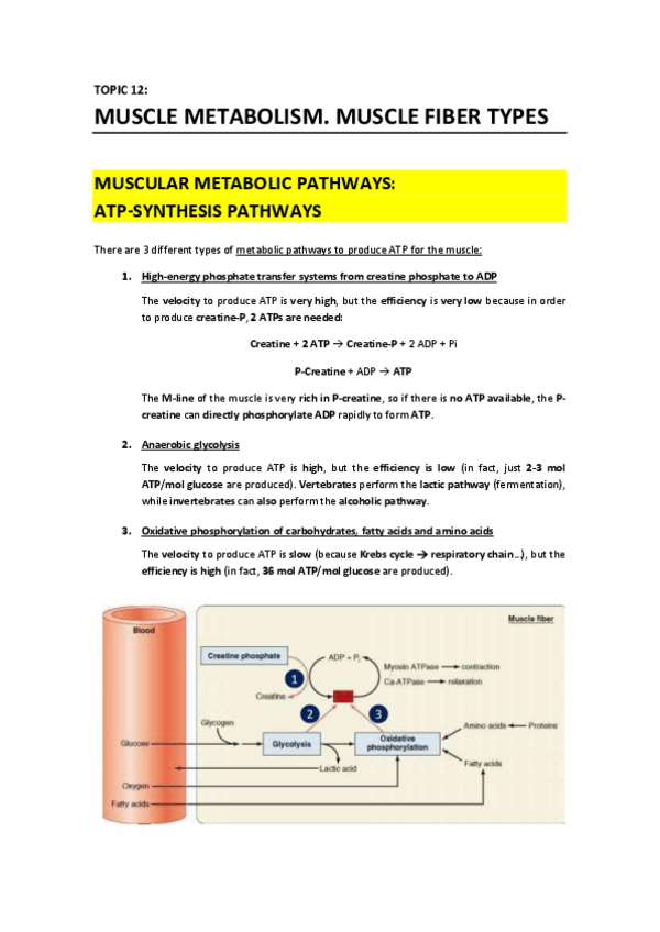Miniatura del documento T12 - Muscle Metabolism. Muscle Fiber Types.pdf