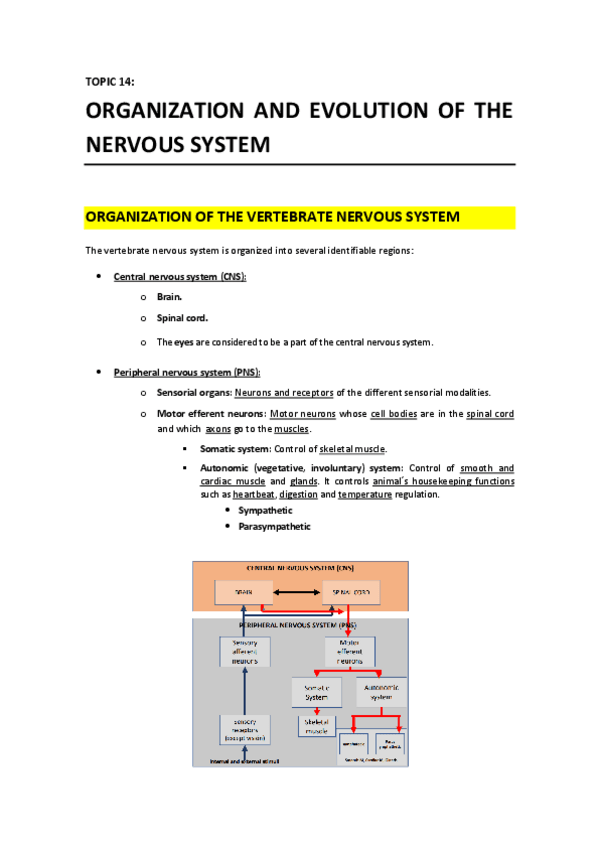 Miniatura del documento T14 - Organization and Evolution of the Nervous System.pdf
