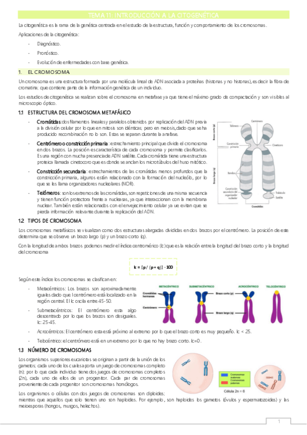 Miniatura del documento T11-Introduccion-a-la-citogenetica.pdf