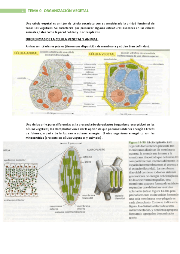 Miniatura del documento TEMA-0-ORGANIZACION-VEGETAL-BLOQUE-II-BIO-GRADO-QUIMICA.pdf