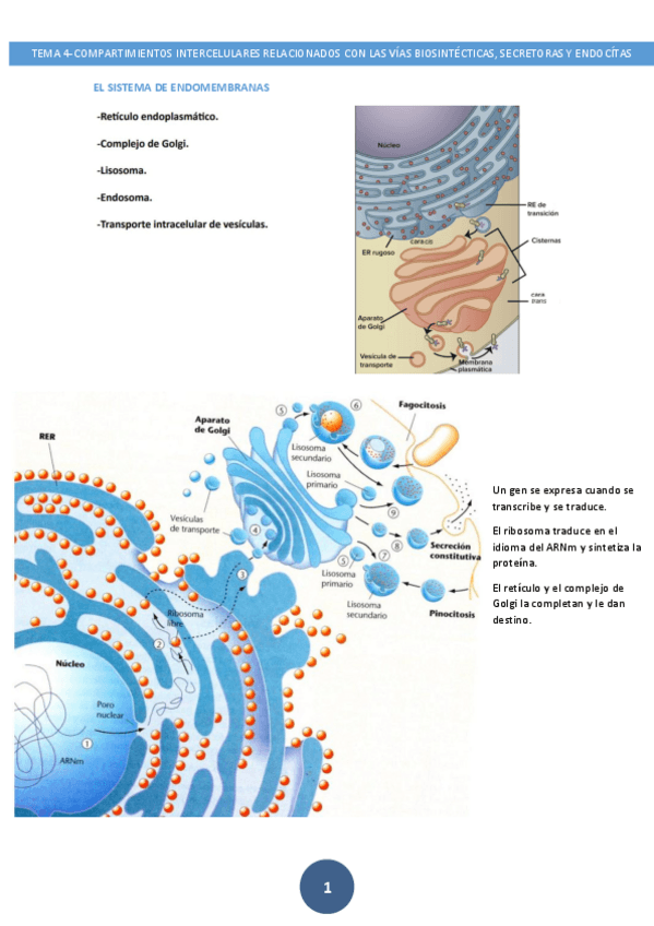Miniatura del documento tema-4-bio-grado-quimica.pdf
