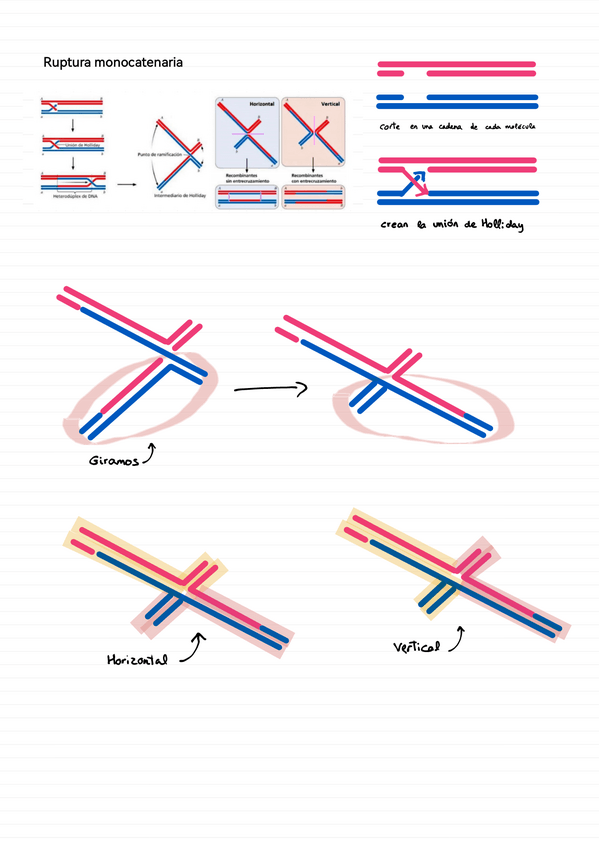 Miniatura del documento Uniones-holliday.pdf