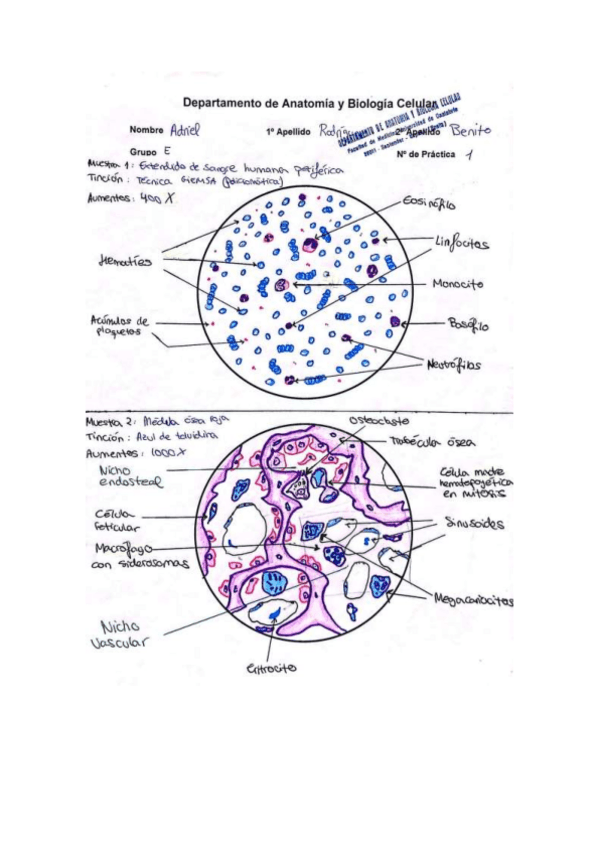 Miniatura del documento Dibujos-Histo-Primer-Parcial.pdf