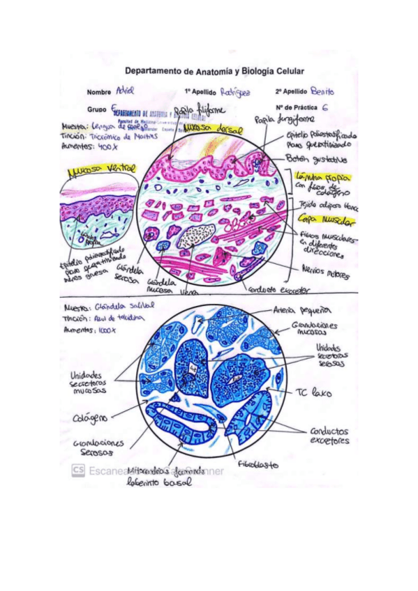 Miniatura del documento Dibujos-Histo-Segundo-Parcial.pdf
