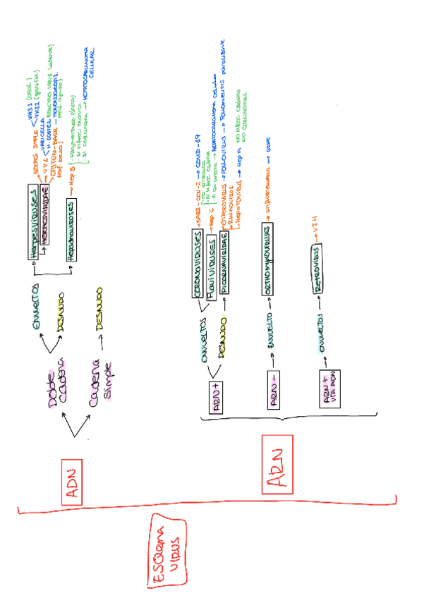 Miniatura del documento Esquema-virus.pdf