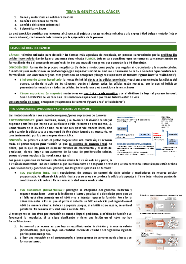 Miniatura del documento TEMA-5-GENETICA-DEL-CANCER.pdf