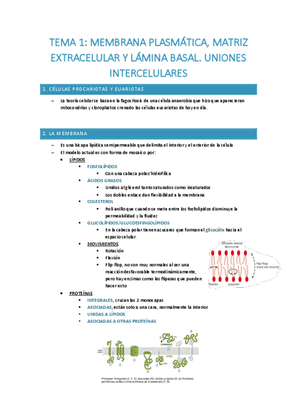 Miniatura del documento tema-1-Membrana-plasmatica.pdf
