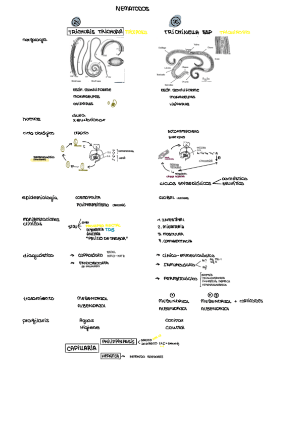 Miniatura del documento esquema-HELMINTOS.pdf