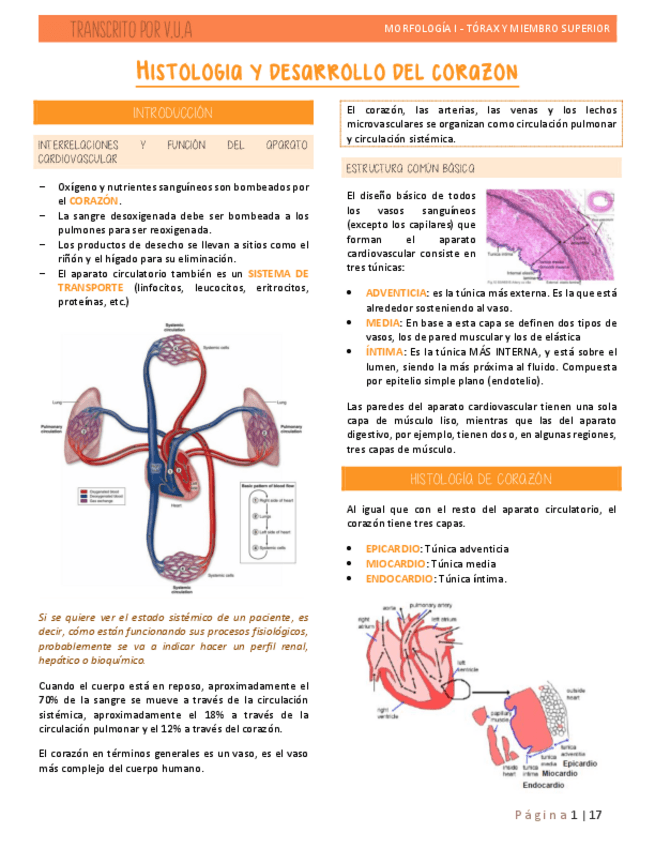 Miniatura del documento 7.-HISTOLOGIA-Y-EMBRIOLOGIA-DEL-CORAZON.pdf