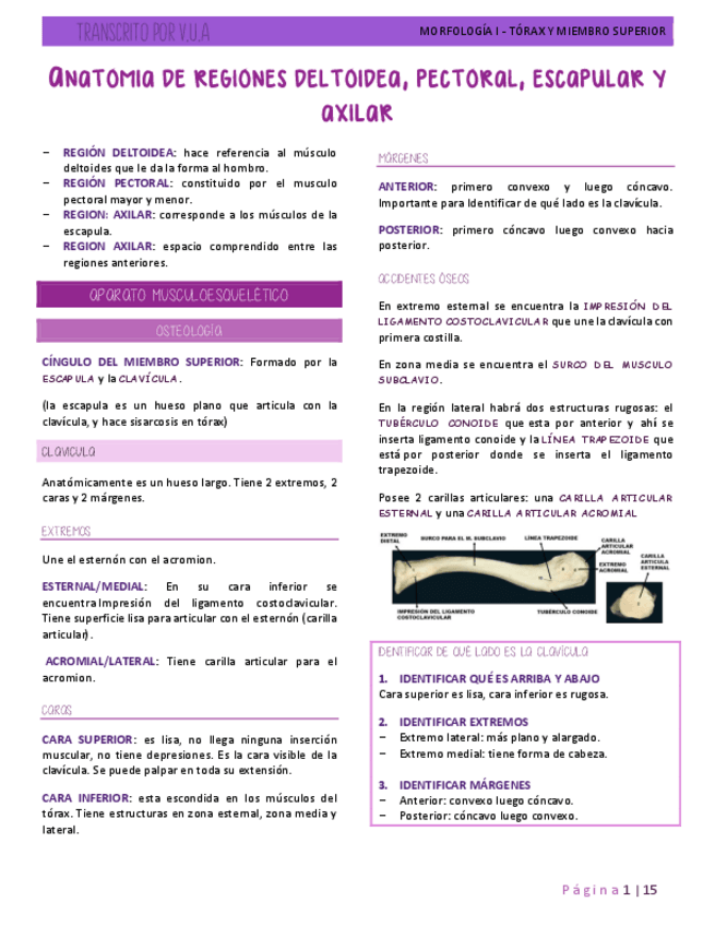 Miniatura del documento 8.2-ANATOMIA-DE-REGIONES-DELTOIDEA-PECTORAL-ESCAPULAR-Y-AXILAR.pdf