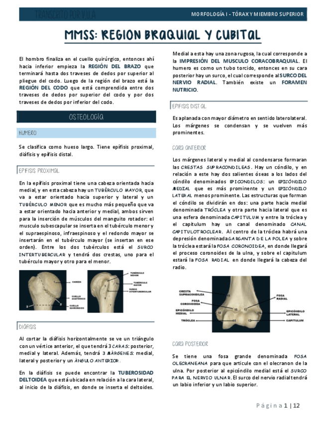 Miniatura del documento 9.-REGION-DE-BRAZO-Y-CODO-ANATOMIA.pdf